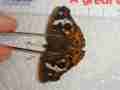Junonia coenia (indiana 9939 aberration) Internet Image property of respective owner, non-commercial use only